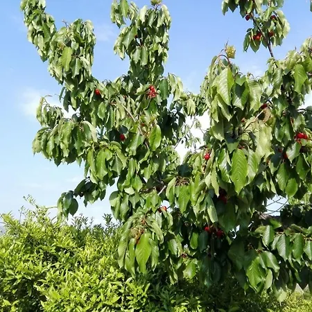Capogrecale